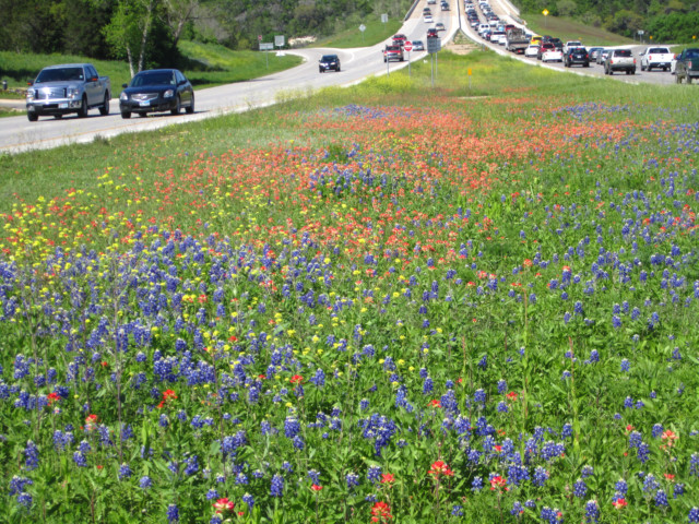 Wild Flowers in Austin